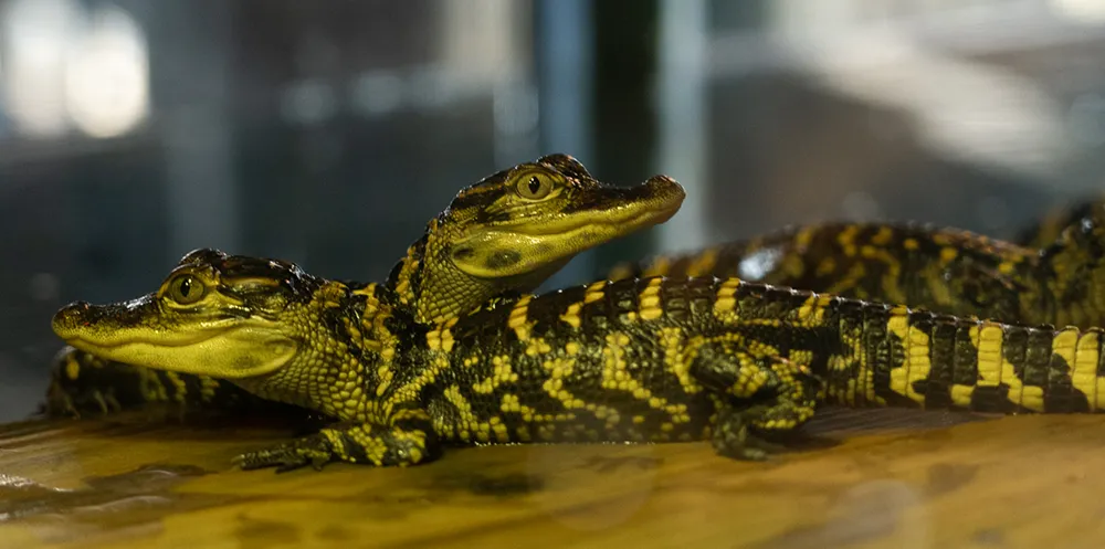 babygators