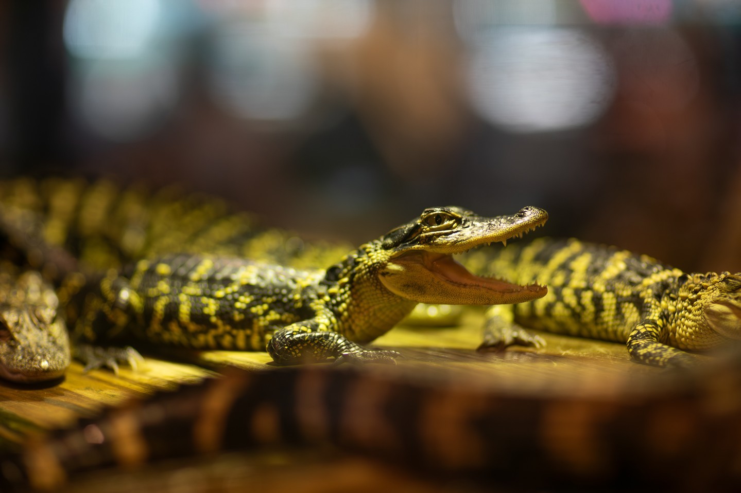 Baby Alligator