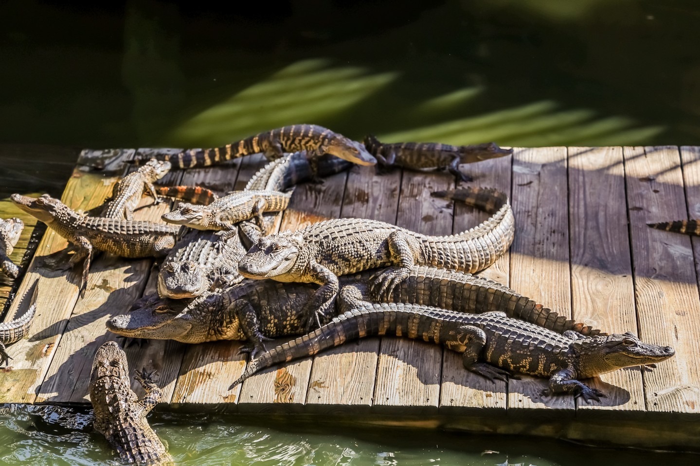 Gator Beach Destin